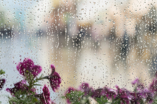 purple flowers against a window in the rain