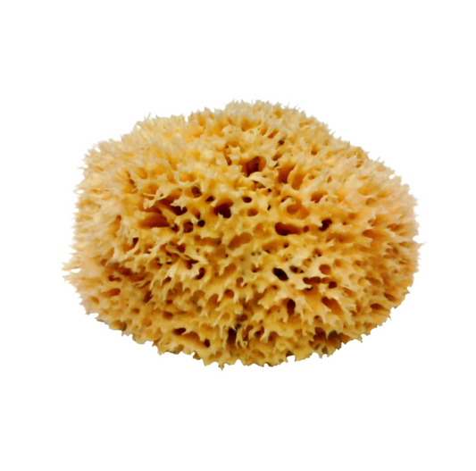 9 - 10 Inch Natural Sea Sponge