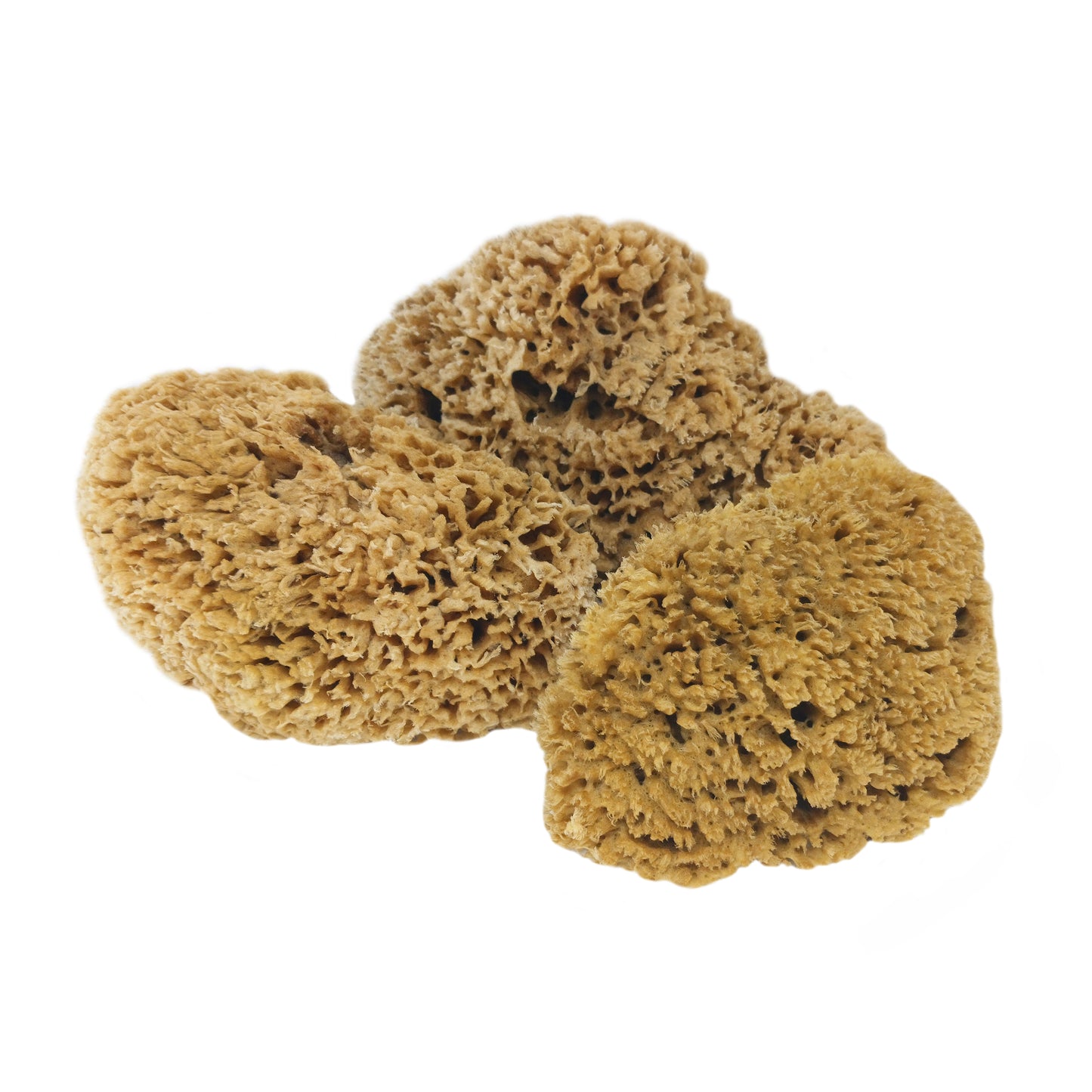 Natural Sea Sponge