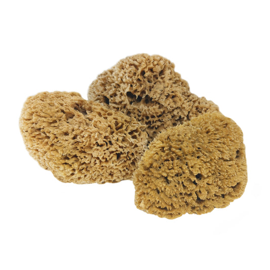 Natural Sea Sponge