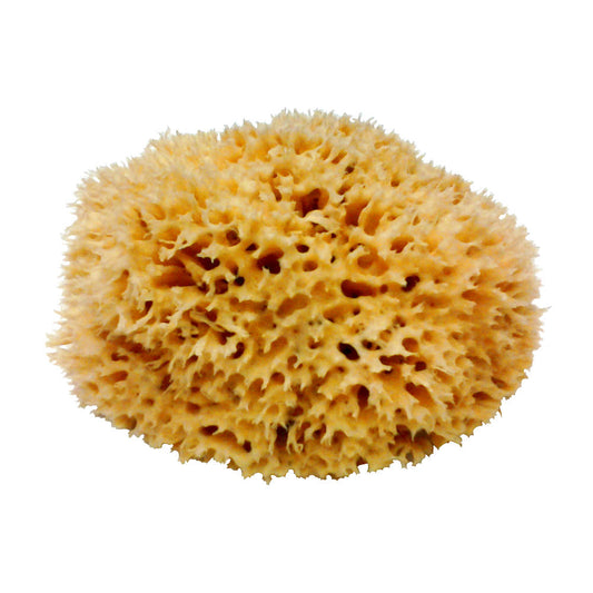 5 - 6 Inch Natural Sea Sponge