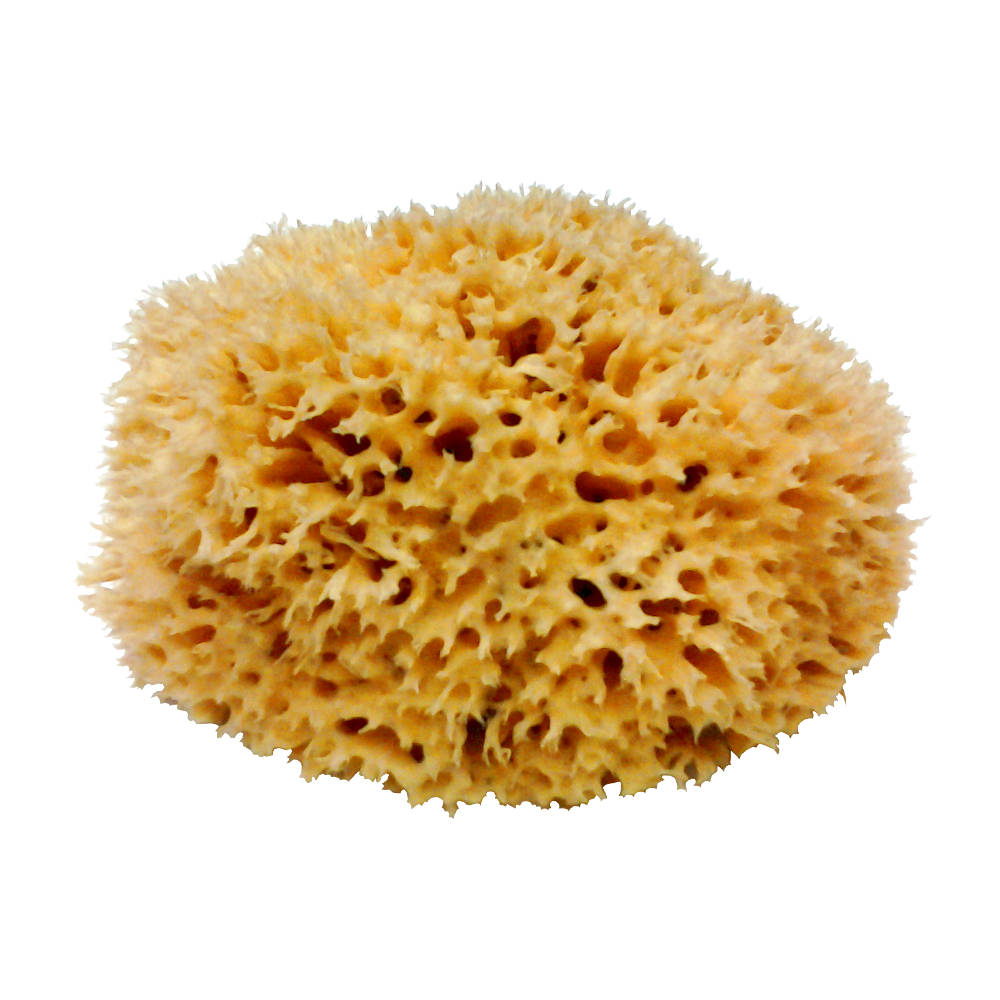 7 - 8 Inch Natural Sea Sponge